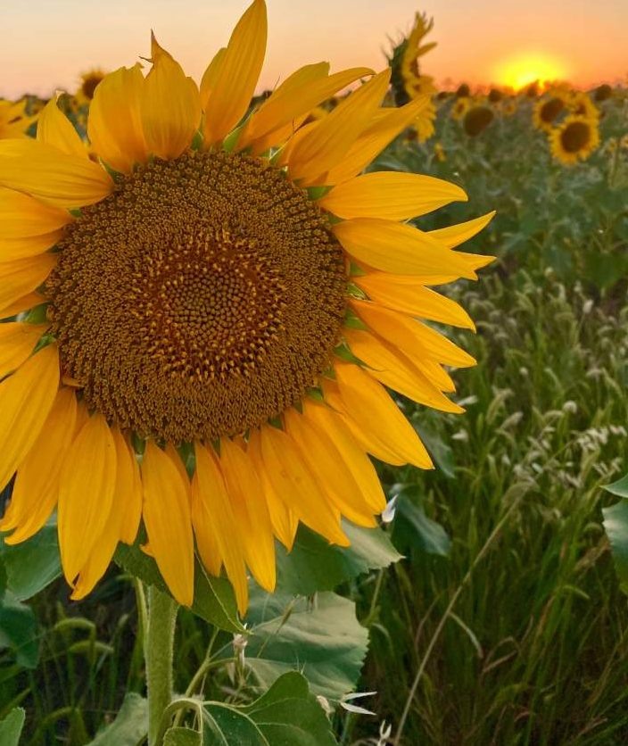    фото "Веселовские вести" Людмила Сахарчук Веселовские вести