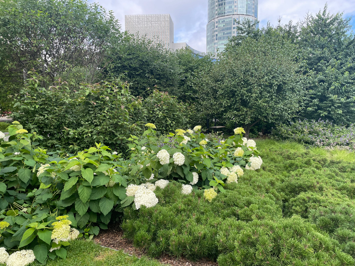 Пример городского озеленения в Екатеринбурге