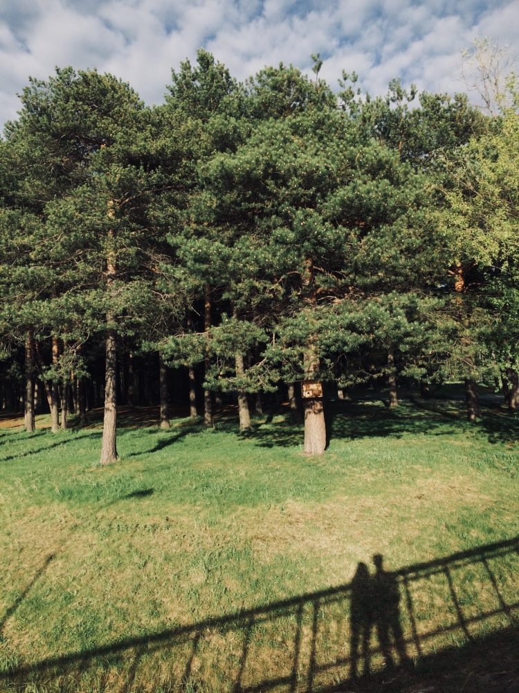    В Югре ищут пропавшего в лесу мужчину