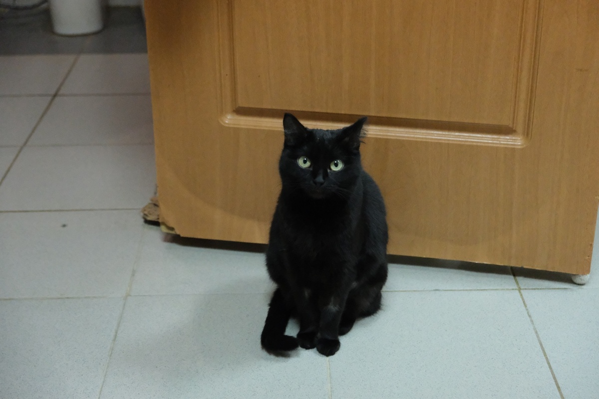 Злата в приюте