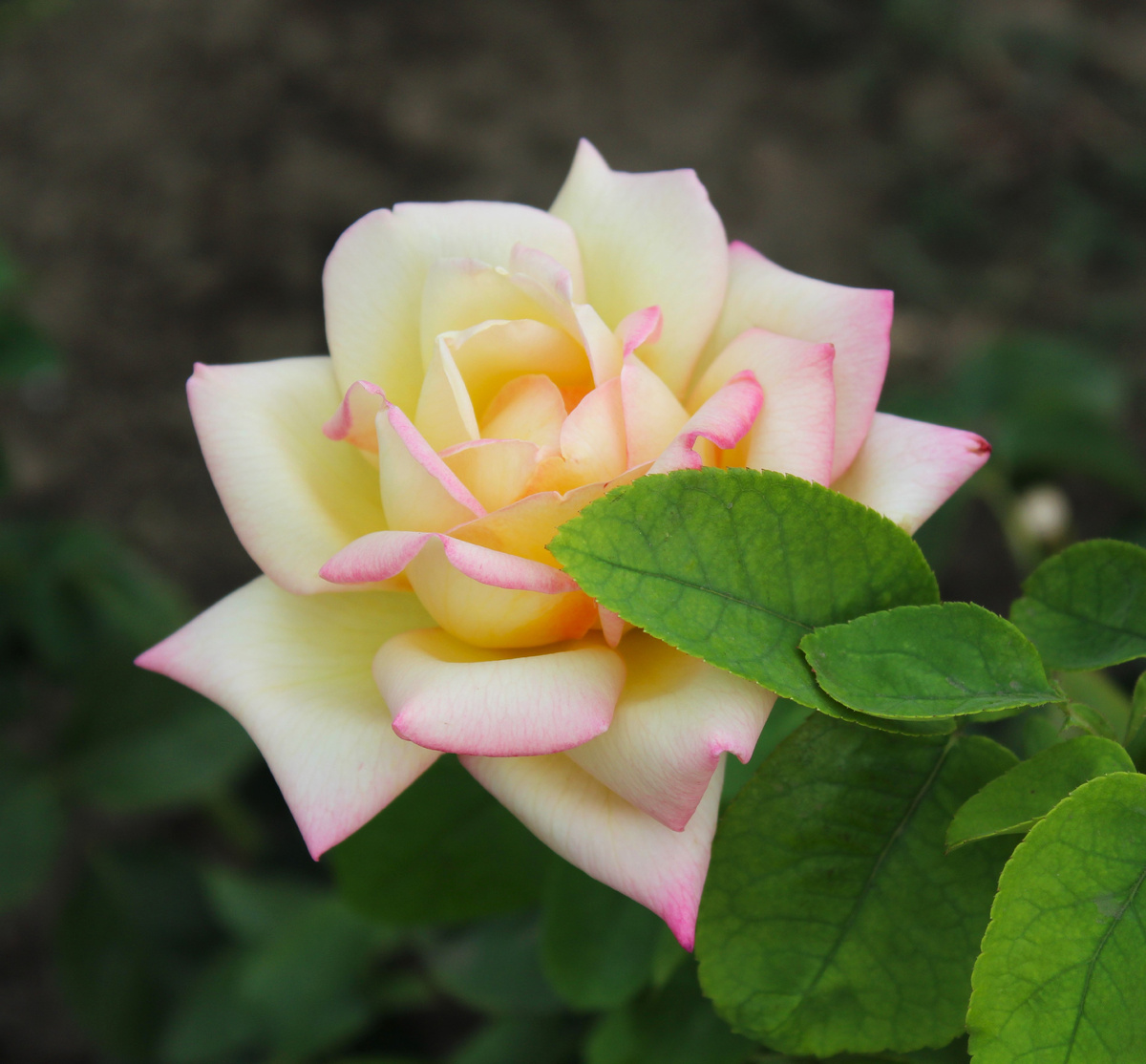 Фото автора.