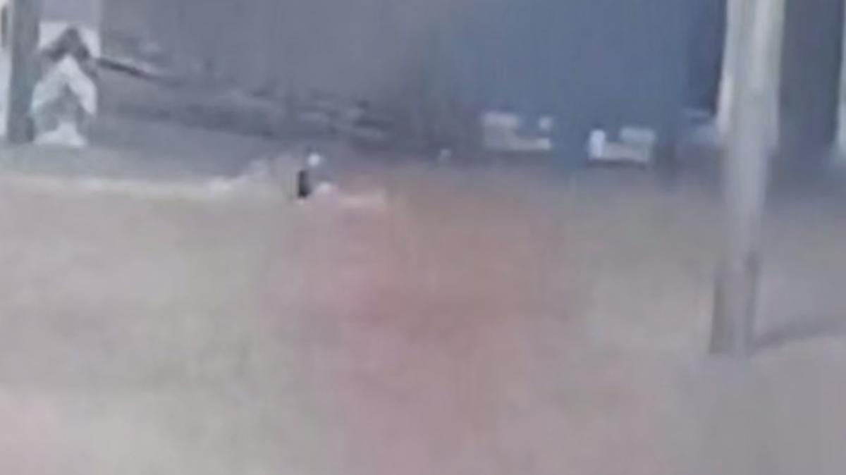    Фото: скриншот / Mash / Telegram