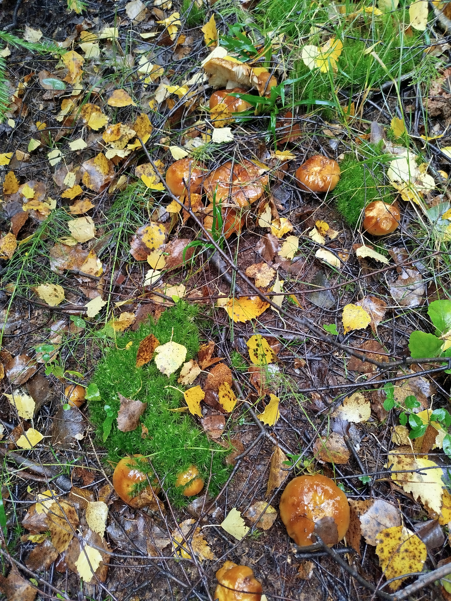 У нас их называют „бычки ".