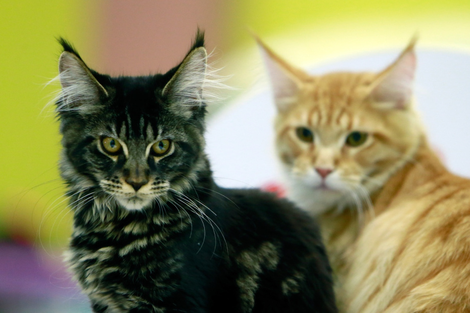    Chen Jin & Lin Huifen/Xinhua/Global Look Press