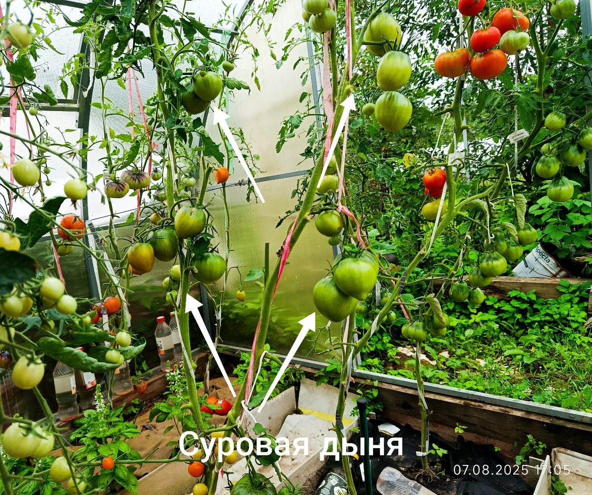 7 августа