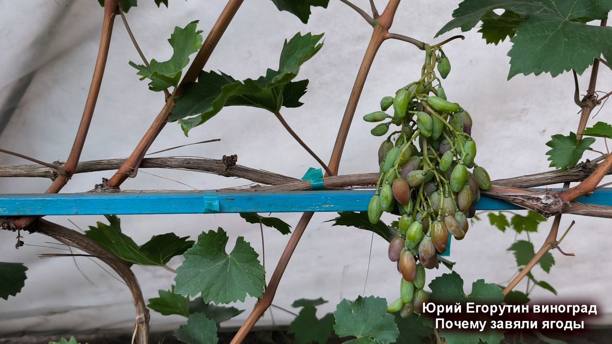 Гроздь виногада, которая завяла.