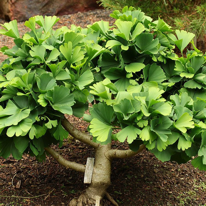 Источник - https://spb.zpitomnik.ru/upload/dev2fun.imagecompress/webp/iblock/0fc/hmcw1gzanp7ynl906zcnralwhbcyixph.webp