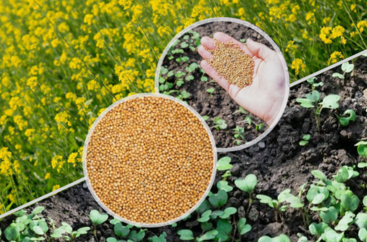 Источник фото: dzen.ru