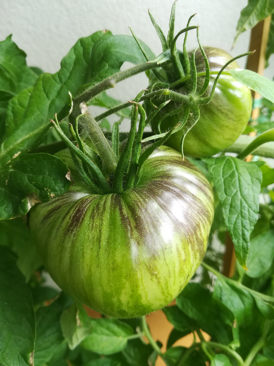 А так выглядят ещё незрелые помидоры