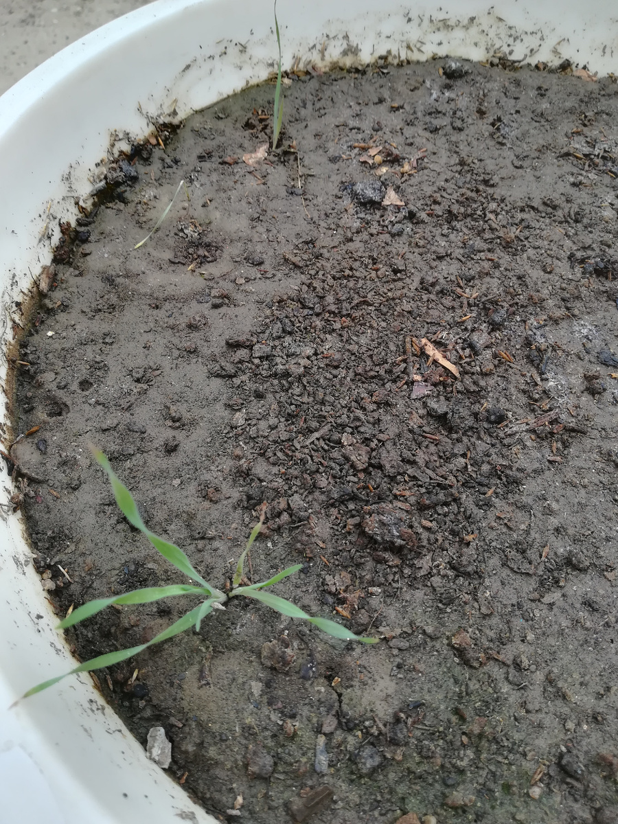 На газонных плешах и того нет. 