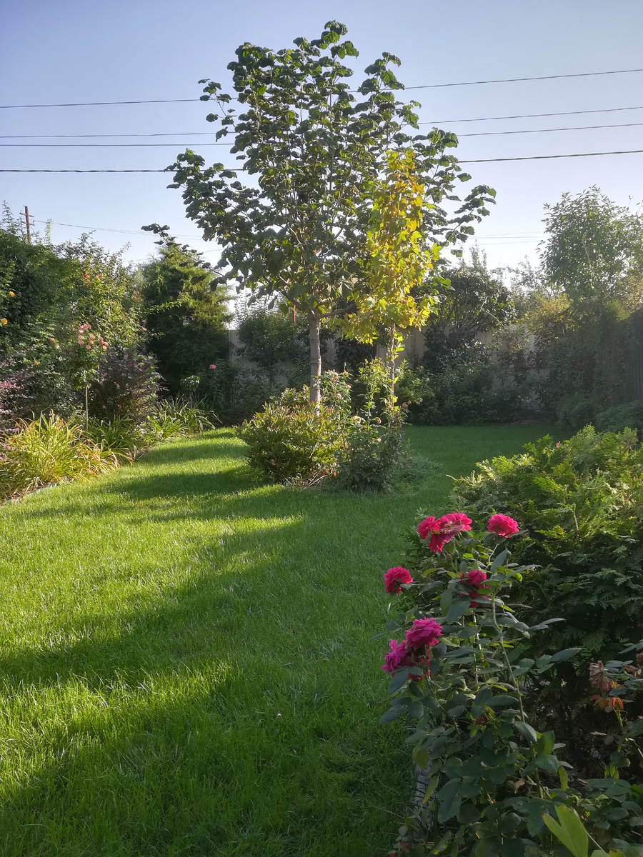 Пока не стрижено, плешек не видно. 