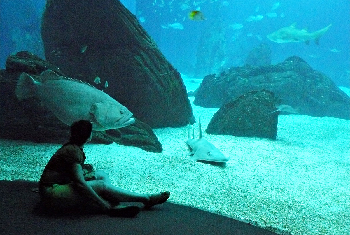 Зависла! Подсматриваю за рыбинами и рыбёшками. Фото автора.