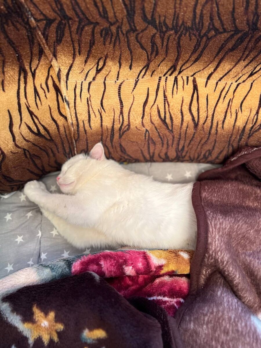 Лапой в рот пихая, мышь и попугая, что же ты глупышка не спишшшььь