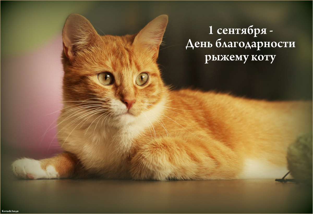 Коллаж автора. Использовано фото: es.wallpaper.mob.org