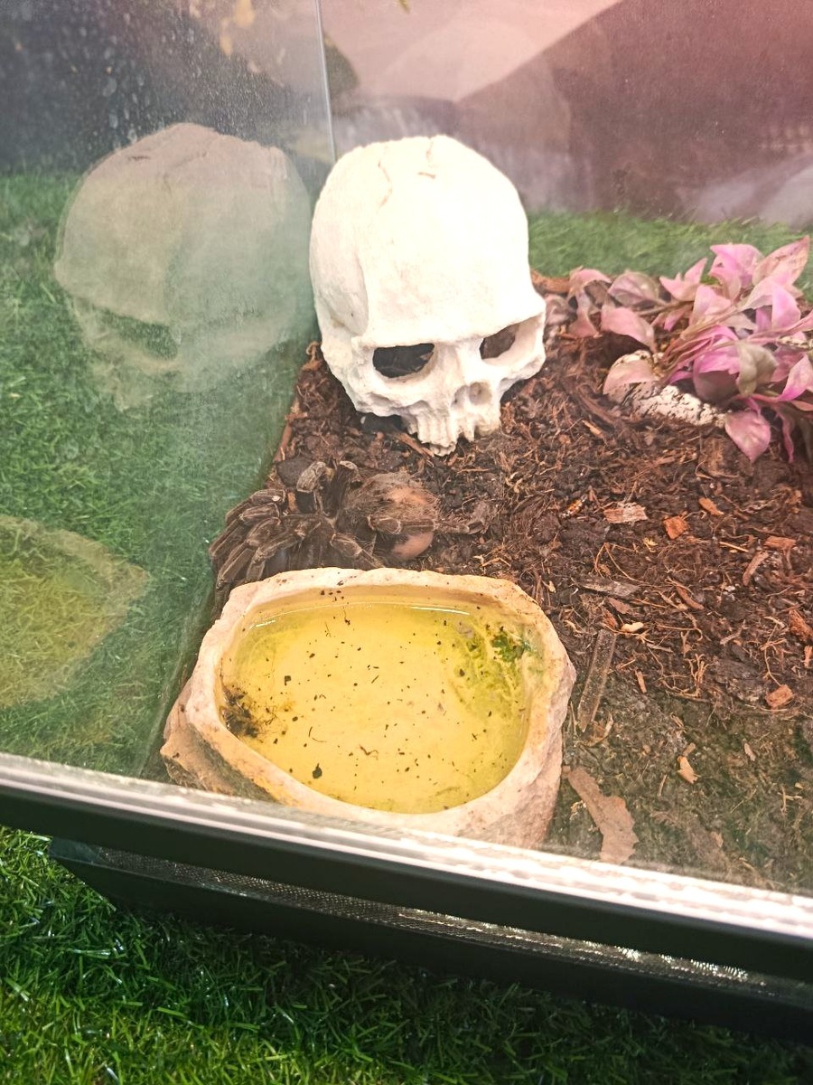 Выставка пауков-гигантов в Луганске