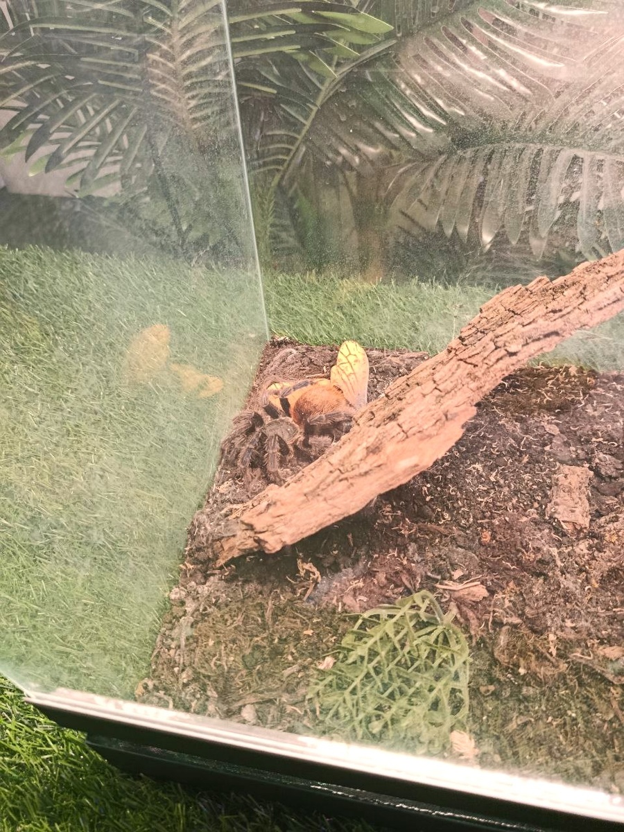 Выставка пауков-гигантов в Луганске