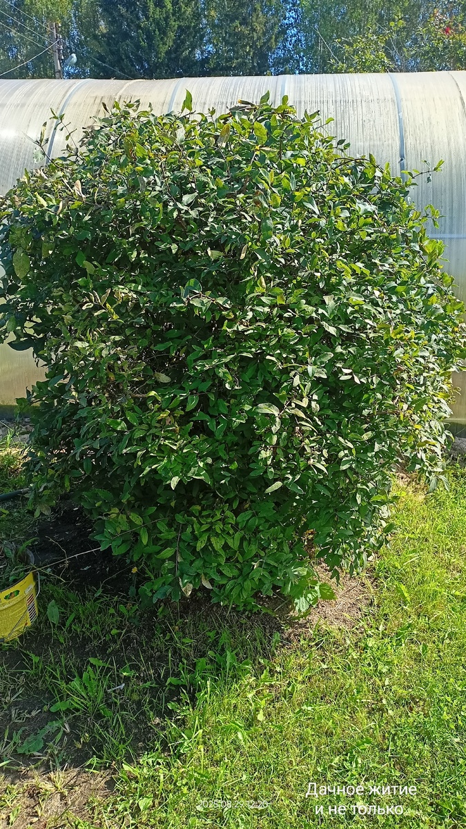 Вот такой шарик высотой с теплицу