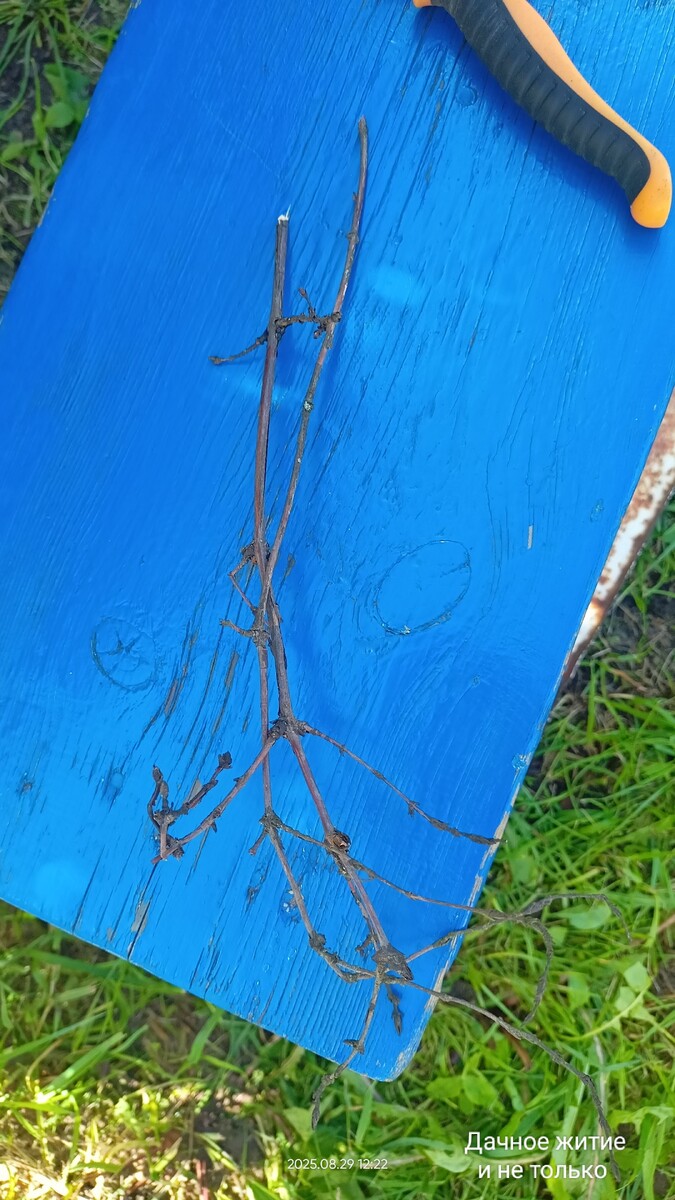 Ветки сухие, были внутри куста и не развивались