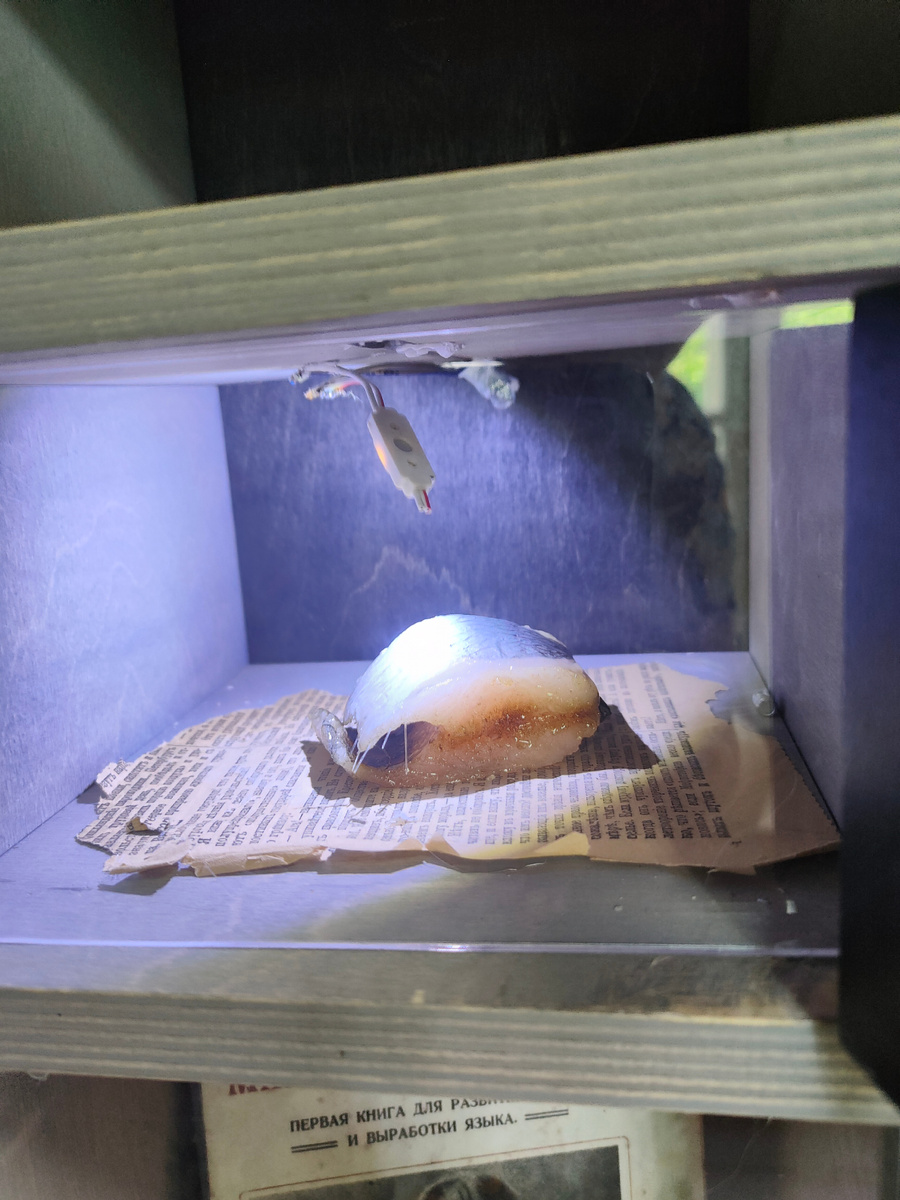 Фото автора.