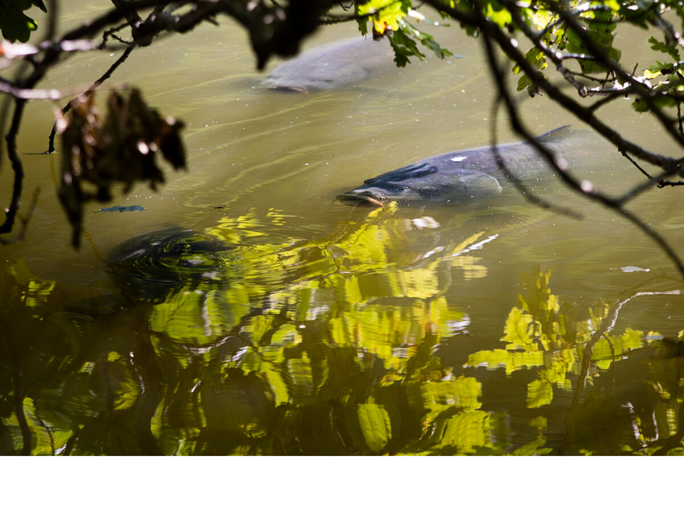 Места обитания карпа