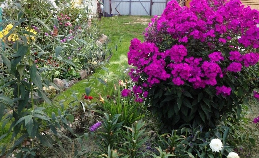 Маленькие секреты моих шикарных флоксов: без подкормок