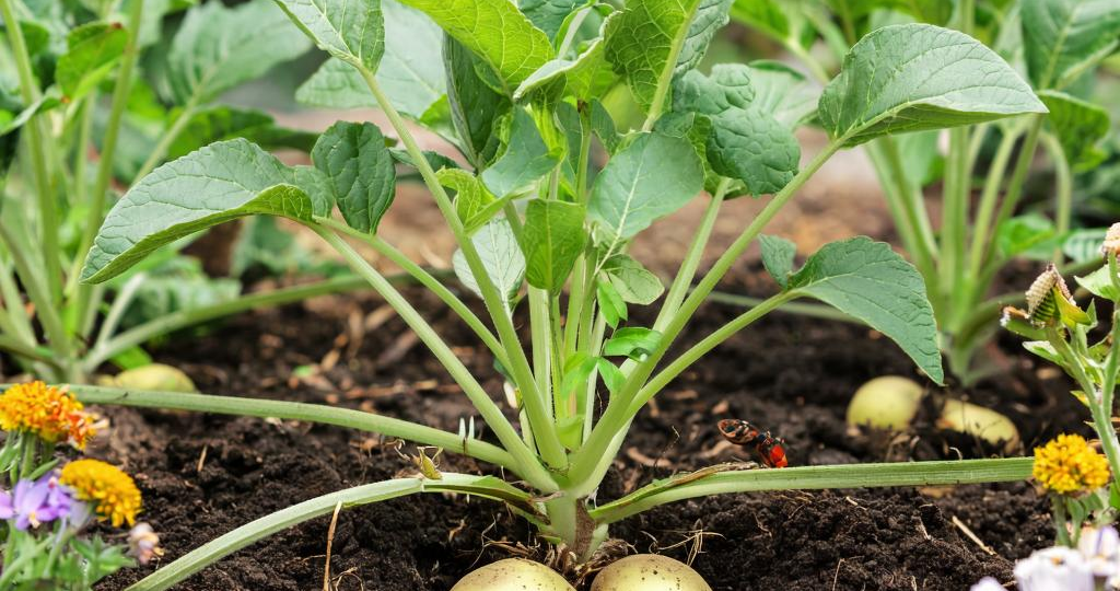 Копаем глубже: простые истины большого урожая картофеля!