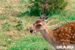  Пермский зоопарк раскрыл количество животных, переехавших на новое место  📷
