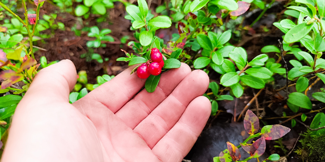 Огненный Нектар Карелии: От Настойки Охотника до Элитных Ликёров Скандинавии Часть 2