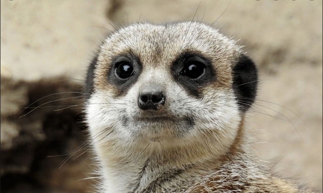 Похожа, одно лицо.