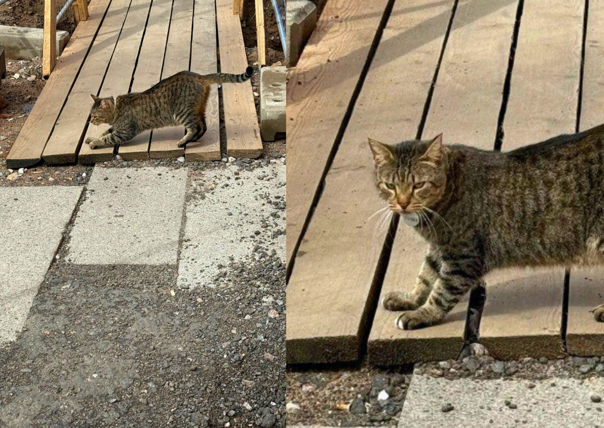 А вот и Гоша.