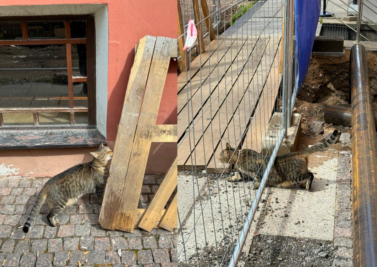 Деловитый Гоша знает все лазы и серьёзно следит за ходом работ.