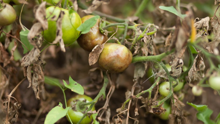 Результат неправильной обработки