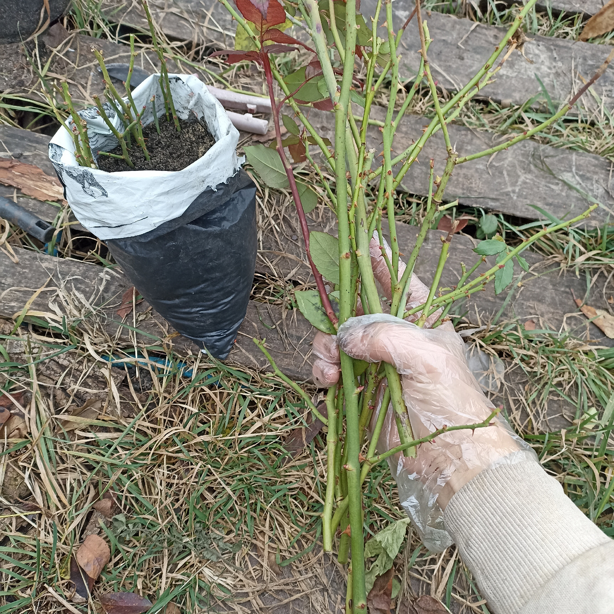 Обрезка с одного куста