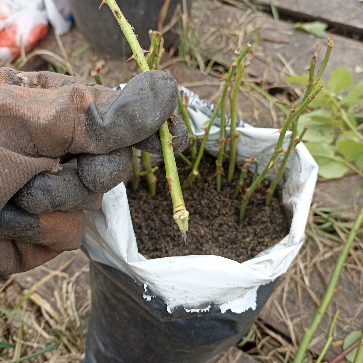 Стараюсь отрывать по больше черенков с пяткой, они лучше укореняются, не использовала корневин и прочие стимуляторы, не хочется возиться, сколько примется то и моё. 