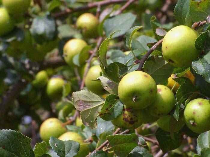 Фото: Яндекс Картинки