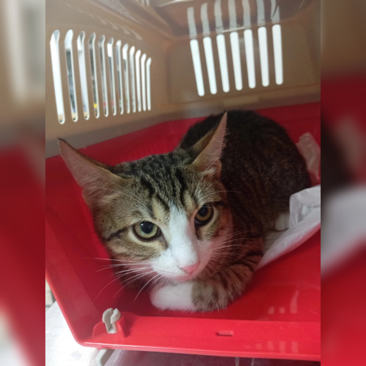 Мишустик приехал с передержки.