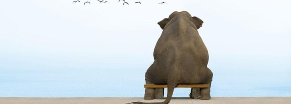 Трамп из партии "слонов", а с Индийским слоном общего языка не нашёл