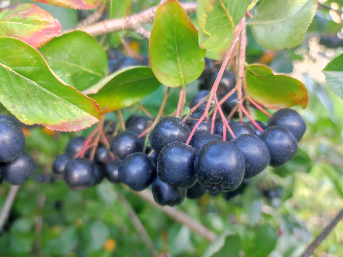 Фото автора, черноплодная рябина, конец августа 2025 года