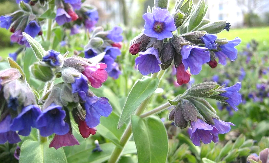 Медуница и её невероятные свойства