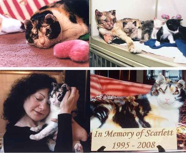 Кошка Скарлет стала настоящим героем