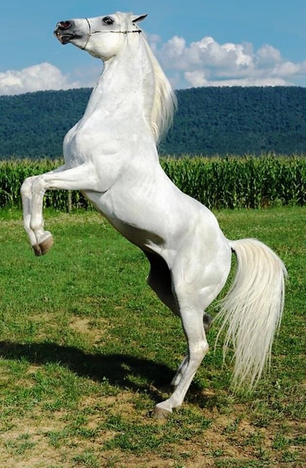 Белый конь