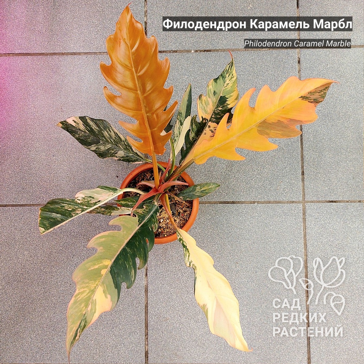 Филодендрон Карамель Марбл
Philodendron Caramel Marble