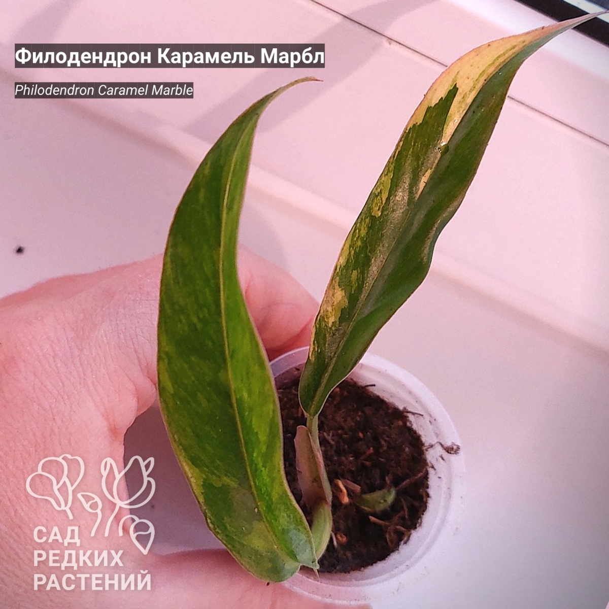 Филодендрон Карамель Марбл
Philodendron Caramel Marble