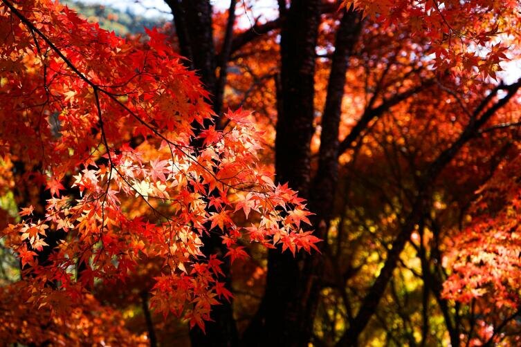    Фото: Aki Nakazawa on Unsplash