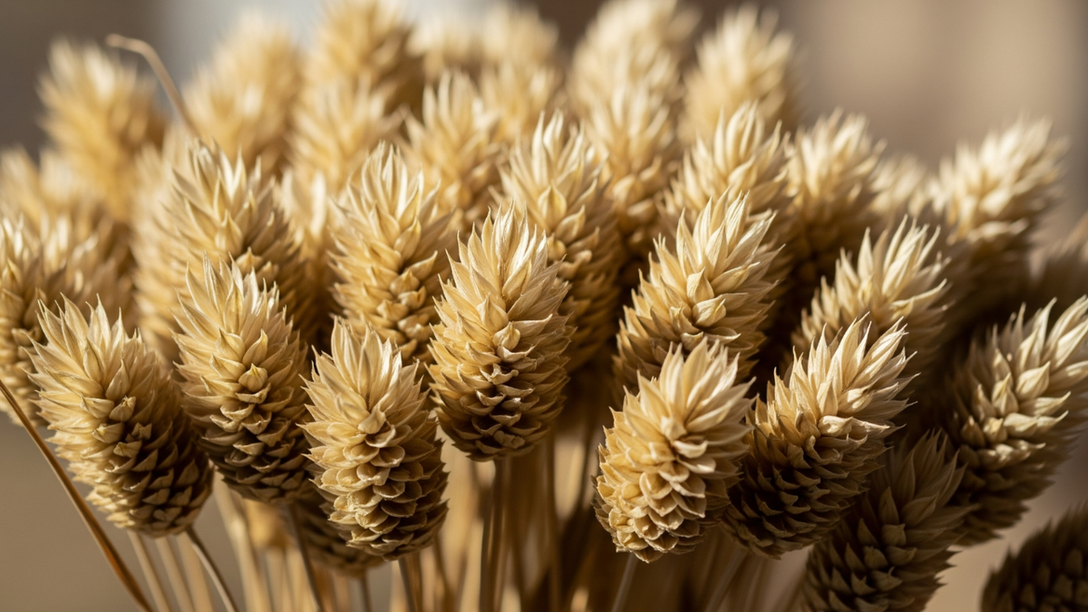 Фаларис: 3 шага к роскошной зелени без хлопот — остерегайтесь 1 фатальной ошибки с корнями!