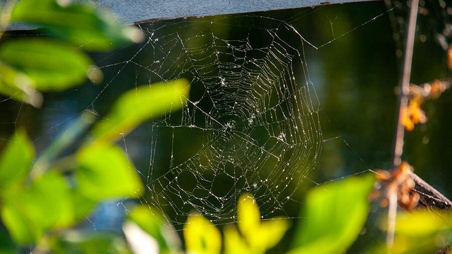 Особый праздник 3 сентября — Фаддей проповедник: история, традиции, приметы