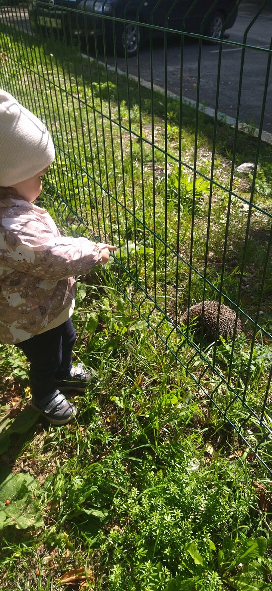 Увидела ёжика на улице 