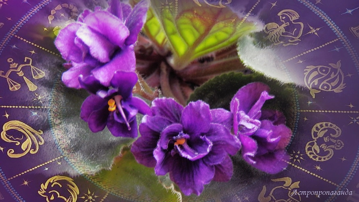 Гороскоп с 1 по 7 сентября 2025: возвращение Сатурна, переход Меркурия и лунное затмение | Недельный гороскоп