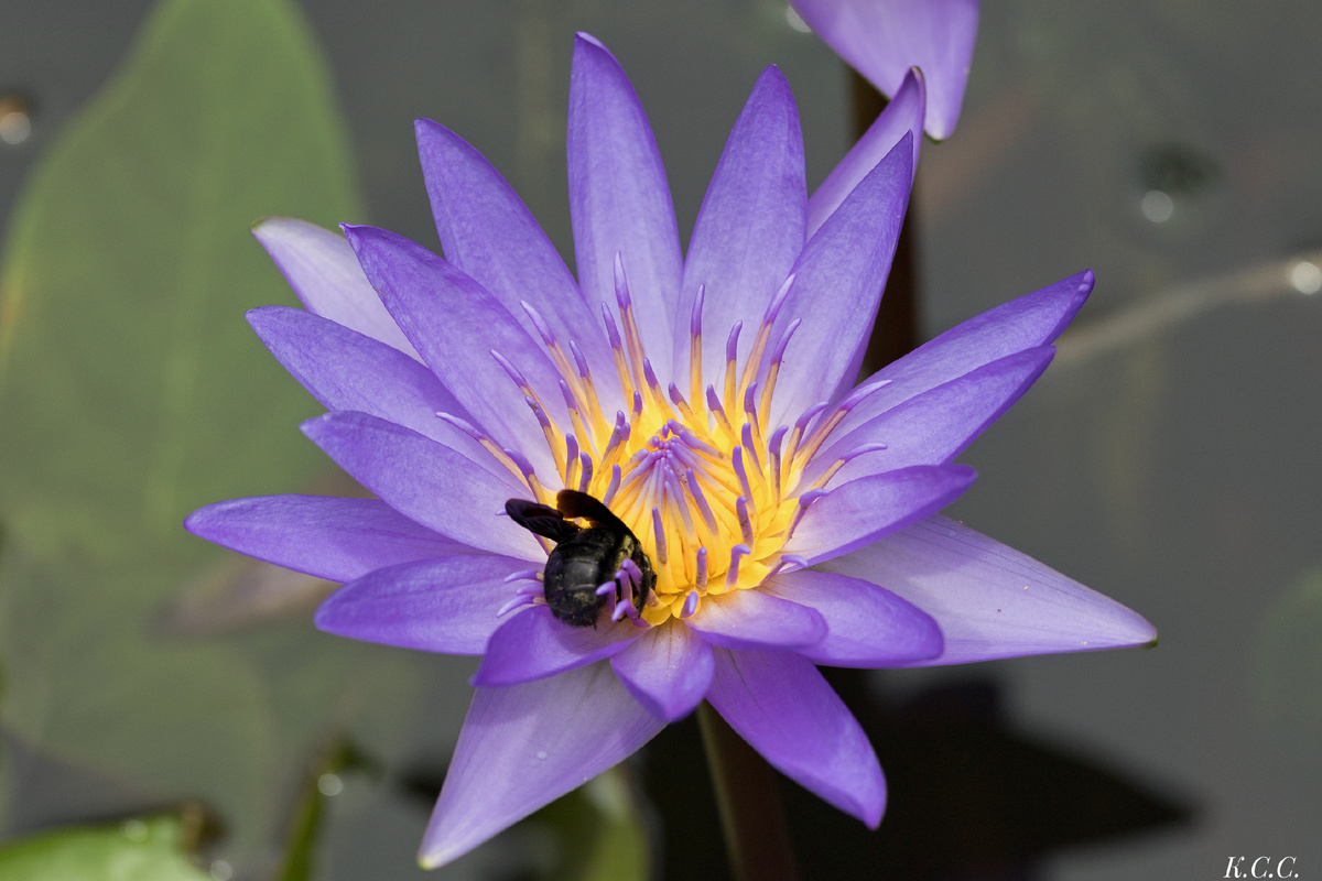 Пчела-плотник, Xylocopa pubescens, фото автора