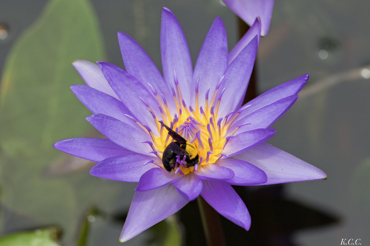 Пчела-плотник, Xylocopa pubescens, фото автора
